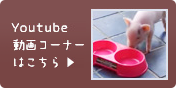 Youtube動画コーナーはこちら